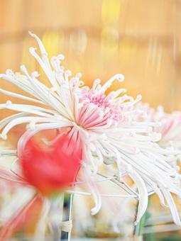 Photo, chrysanthemum, chrysanthemum exhibition, chrysanthemum festival, 