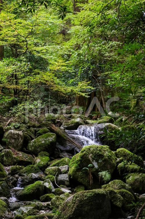 木漏れ日の山の沢 森,森林,山中の写真素材