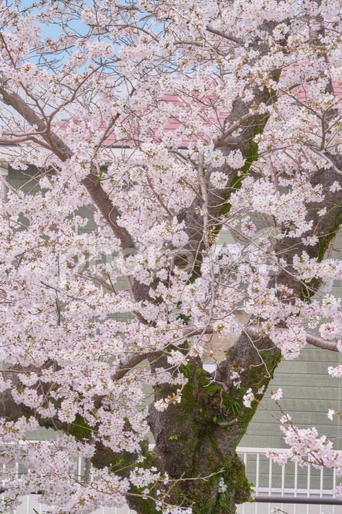 満開の桜の背景 桜,ソメイヨシノ,花の写真素材