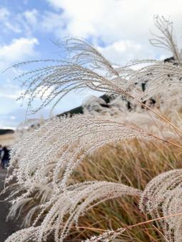 ススキ野原 風景,秋,自然の写真素材