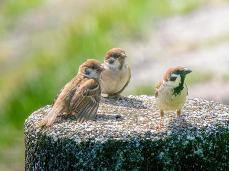 スズメの群れ スズメの群れ スズメ,雀,鳥の写真素材