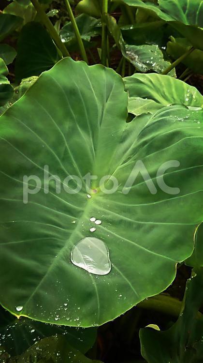 里芋の葉のしたたる水滴 水滴,里芋の葉,飛び散るの写真素材