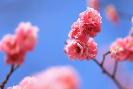 梅の花 梅の花の写真