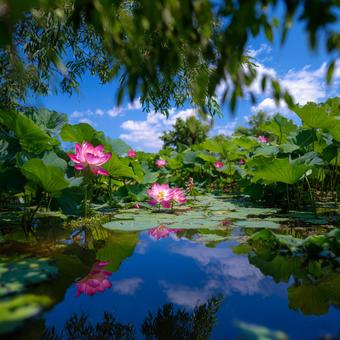 青空と雲が映り込む、蓮の花咲く穏やかな池 青空と雲が映り込む、蓮の花咲く穏やかな池の写真