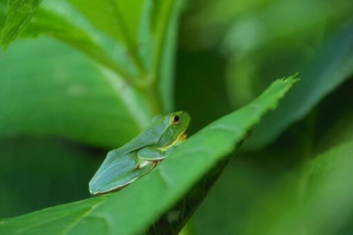 カエル カエル,動物,生き物の写真素材