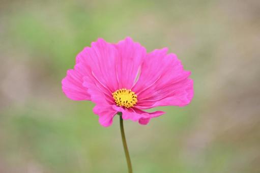 コスモスの花を撮りましたの写真