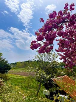 桜⑤ 桜⑤の写真