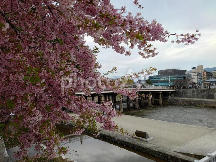 三条大橋と河津桜 河津桜,三条大橋,鴨川の写真素材