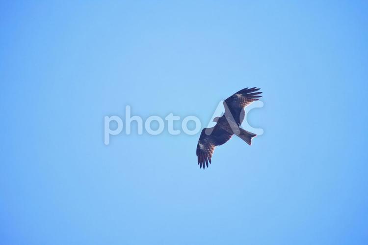翼を広げて大空を飛ぶとんび トンビ,空,鳥の写真素材