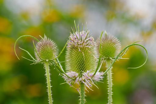 チーゼル⑴ チーゼル⑴ 花,チーゼル,ラシャカキグサの写真素材