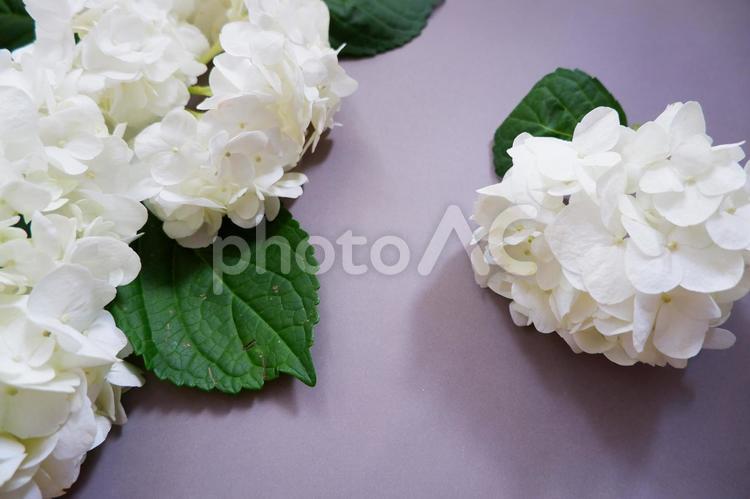 グレー背景に美しい白いアジサイの花 あじさい,花,花びらの写真素材