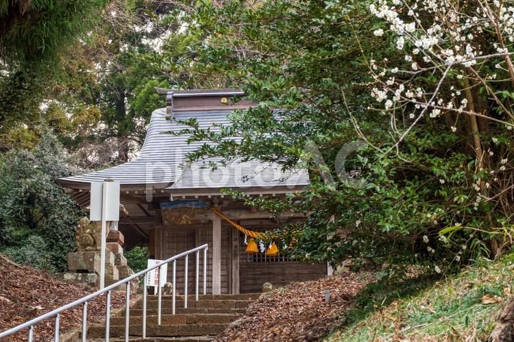 今熊野神社⑹ 神社,神社仏閣,今熊野神社の写真素材