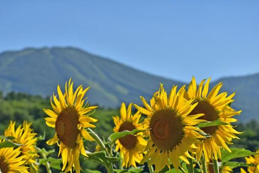 夏のヒマワリ 青い空 雄大な岩手山 夏のヒマワリ 青い空 雄大な岩手山 岩手山,ひまわり,夏の写真素材