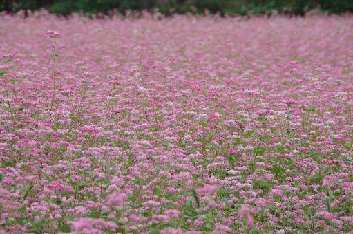 ピンクで覆われた赤そばの花 ピンクで覆われた赤そばの花 濃いピンク色,秋,風景の写真素材