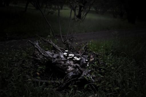 <Material> Kagawatake mushroom growing on a cherry tree stump, JPG