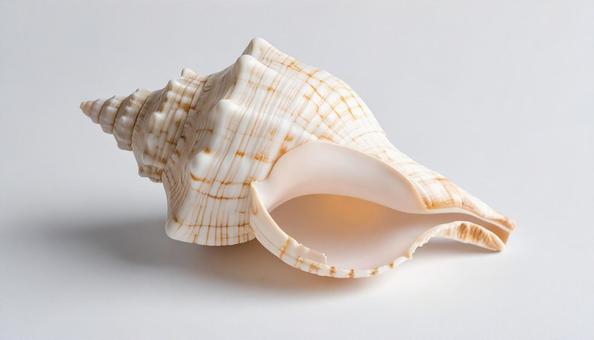 白い背景に巻貝の殻 白い背景に巻貝の殻の写真