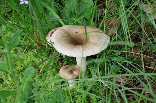 Mushrooms growing in the green grass, JPG