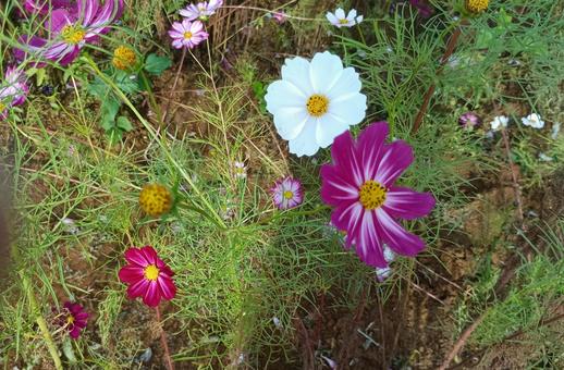 赤と白のコスモスの花 コスモス,赤,白の写真素材