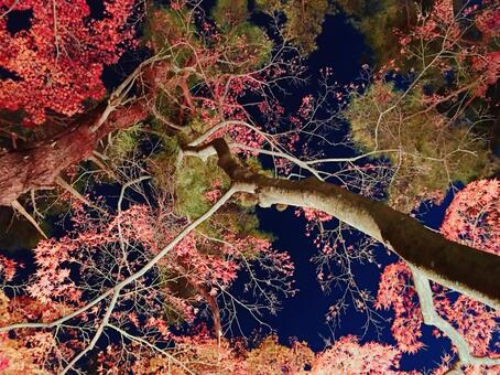 紅葉 紅葉の写真