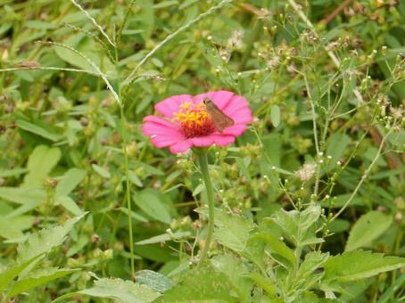 【花の写真】 ヒャクニチソウ（百日草）の写真