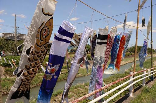 鯉のぼり 鯉のぼり 鯉のぼり,こいのぼり,イベントの写真素材