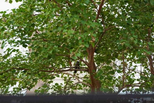 木陰で羽を休めるヒヨドリ 木陰で羽を休めるヒヨドリ ヒヨドリ,野鳥,鳥の写真素材