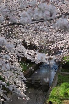 志井川の桜並木 志井川の桜並木の写真