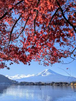 赤モミジと富士山 赤モミジと富士山の写真