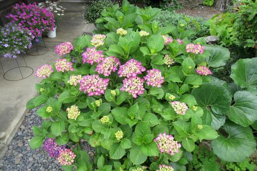 6月初旬、咲き始めた植え込みのアジサイ 6月初旬、咲き始めた植え込みのアジサイ アジサイ,花,植物の写真素材