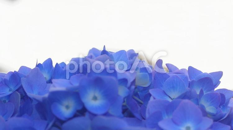 はなめくアジサイがまぶしくて アジサイ,はなめく,まぶしいの写真素材