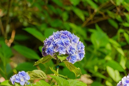 Purple hydrangeas stand out against the greenery, JPG Purple hydrangeas stand out against the greenery, JPG