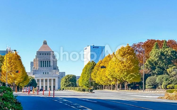 色づいた銀杏並木の奥にそびえる国会議事堂 国会議事堂,イチョウ並木,紅葉の写真素材