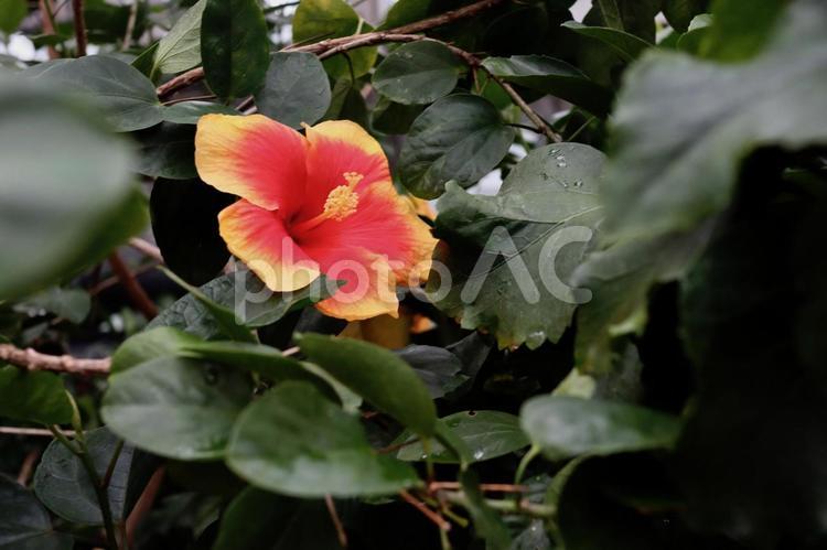ハイビスカス ハイビスカス,花,黄色の写真素材