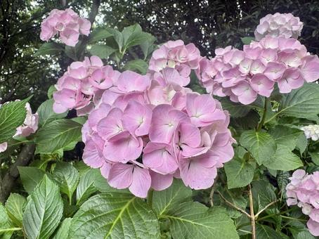 Pale pink hydrangea, JPG