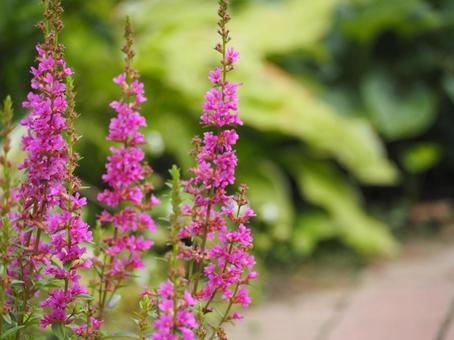山野草 ミソハギのピンクの花④ 山野草 ミソハギのピンクの花④ ミソハギ,禊萩,盆花の写真素材