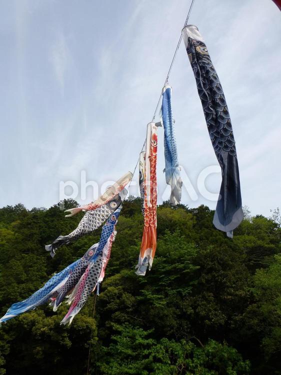子供の日を前に元気に空を泳ぐ鯉のぼり 鯉のぼり,飾る,吊るすの写真素材