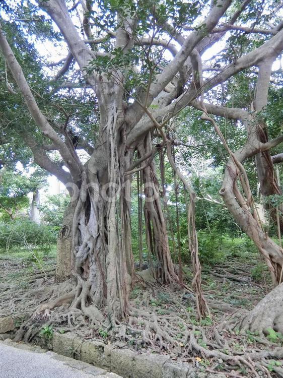 ガジュマルの木 ガジュマル,木,沖縄の写真素材