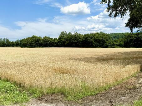 夏の青空と広がる小麦畑の風景 夏の青空と広がる小麦畑の風景の写真