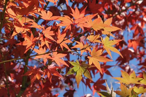 Maple leaves, JPG