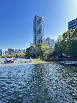 不忍池 上野公園 池 東京都台東区 不忍池 上野公園 池 東京都台東区 不忍池,上野恩賜公園,弁天島の写真素材