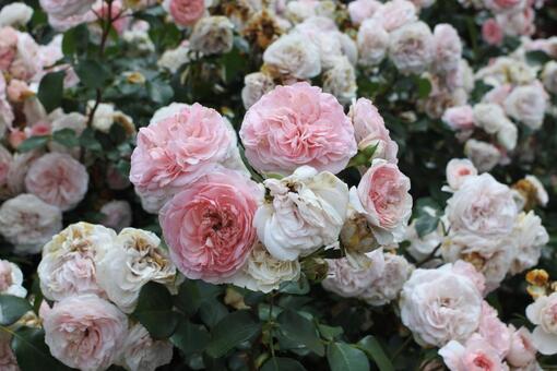 ふんわり咲くピンクのバラの群生 バラ,ピンク,花束の写真素材