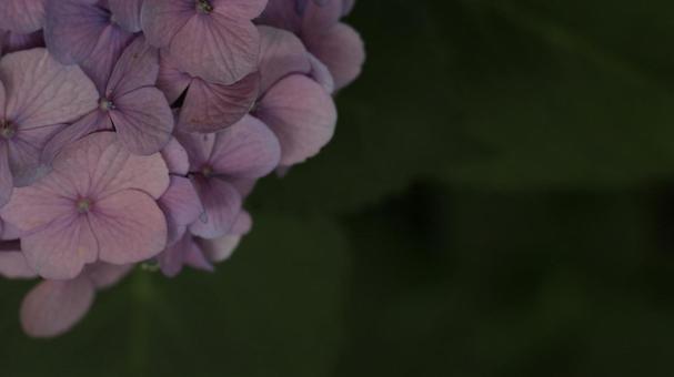 紫陽花 [無加工]版 縦横16:9 ピンク,桃色,薄ピンクの写真素材