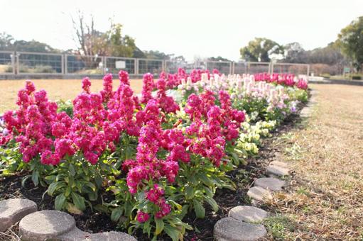 キンキョソウの花壇 キンキョソウの花壇の写真