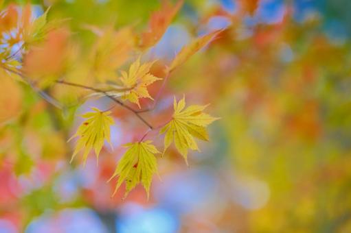 紅葉 紅葉の写真