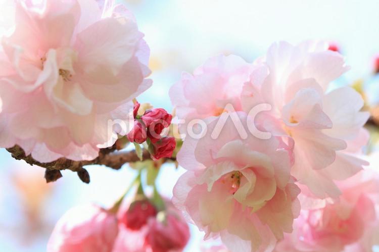 ピンクの八重桜と蕾 新緑,緑,爽やかの写真素材