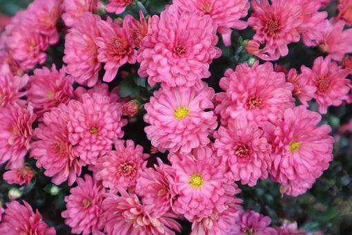 セイオペラピンク 菊,花,flowerの写真素材