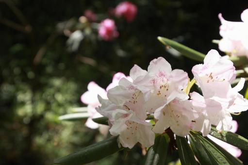木漏れ日の中で咲くシナシャクナゲ シャクナゲ,石楠花,花の写真素材