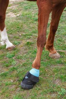 保護具を付けた馬の蹄 保護具を付けた馬の蹄の写真