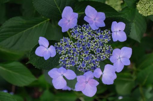 紫陽花 紫陽花の写真