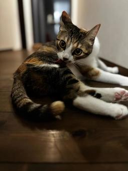 三毛猫 夜のけづくろい 三毛猫 夜のけづくろいの写真